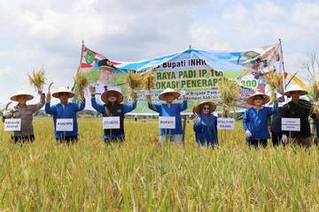 Bupati Inhil Hadiri Panen Raya Padi Di Kempas