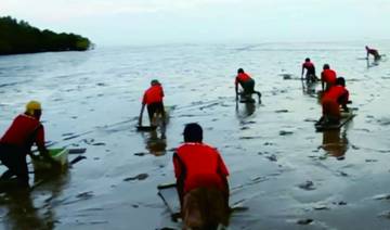 Sensasi Berburu Kerang dengan Papan Menongkah