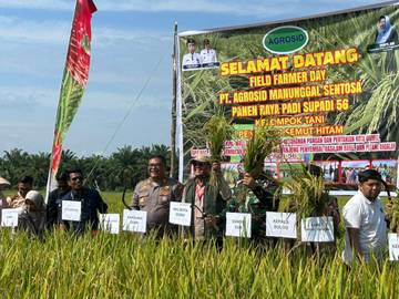Lahan 1 Hektar Hasilkan 7,2Ton Padi Supadi 56