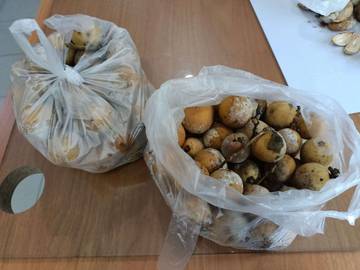 Dendan, Buah Lokal Miliki Banyak Manfaat