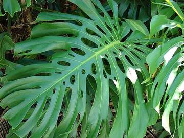 Monstera Deliciosa, Tanaman Hias Ikonik yang Estetik