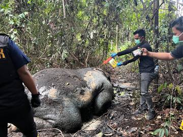Gajah Ditemukan Mati di Pelalawan