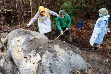 Perburuan Liar, Gajah Mati di Pelalawan Ditembak 
