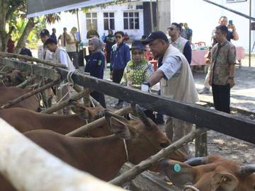 Puluhan Ribu Ternak Riau Disasar Vaksin PMK