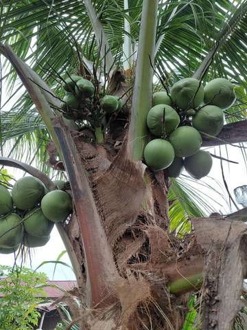 Segarnya Air Kelapa Hijau Miliki Banyak Manfaat
