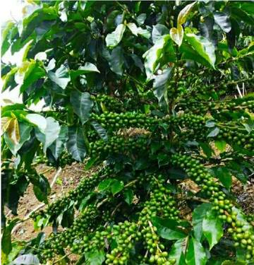 Asal Muasal Kopi Sugarar Utang