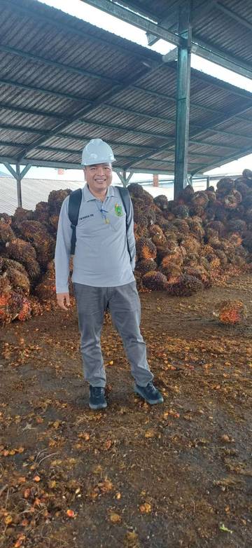 Penurunan Harga CPO Tekan TBS Mitra Swadaya