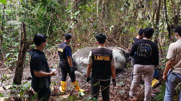 Gajah Mati di Pelalawan, Polisi Periksa 33 Saksi