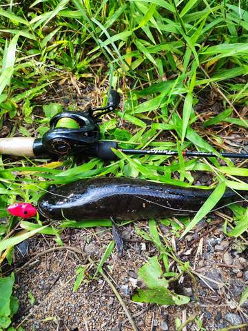 Umpan Tiruan Sikecil Yang Menjadi Andalan Baitcaster