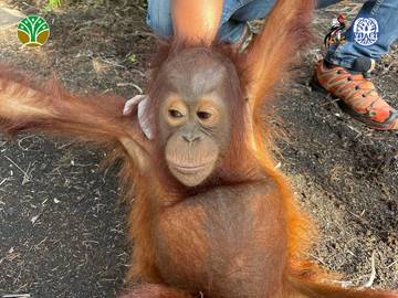 Cerita Jani, Bayi Orang Utan Terpisah dari Induknya