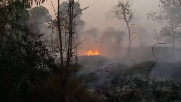 Pengelolaan Lahan Gambut Harus Terpadu