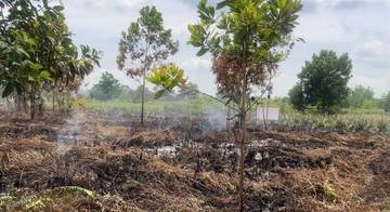 Fungsi Lindung Gambut Wajib Dijaga