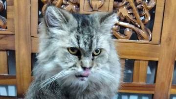 Moca: Si Pendiam Berbulu Lebat 