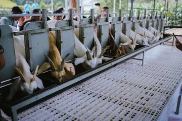 Provit Farm Village, Eduwisata Kambing Perah di Banyumas