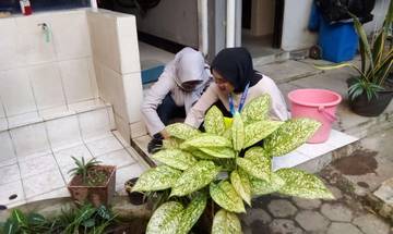 Ratu Tanaman Hias : Aglonema Masih Jadi Primadona