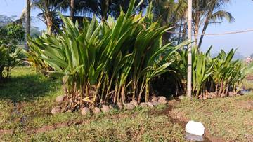 Bibit Kelapa di Losari, Antara Ekonomi dan Ekologis
