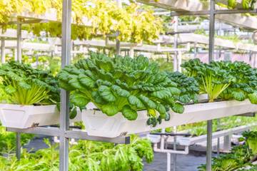 Solusi Pertanian Modern di Tengah Keterbatasan Lahan
