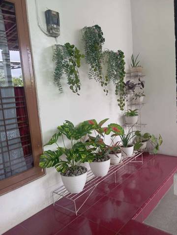 Menghiasi Rumah dengan Tanaman Hias: Ide dan Inspirasi