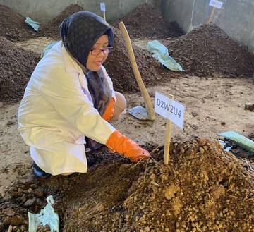Pemanfaatan Limbah Perut Sapi Jadi Pupuk Ramah Lingkungan