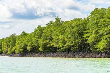 Gen Z Wajib Care Mangrove