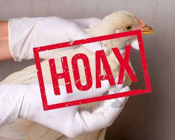 Hoaks Ayam Broiler Disuntik Hormon untuk Percepat Pertumbuhan