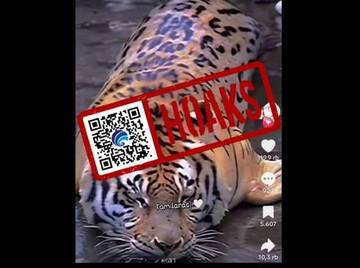 Hoaks Video Hasil Persilangan Harimau dan Anjing Laut