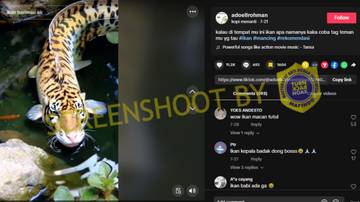 Hoaks Persilangan Ikan dan Harimau