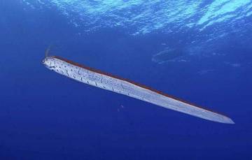 Benarkah Kehadiran Ikan Oarfish Pertanda Kiamat? Ini Fakta-Faktanya