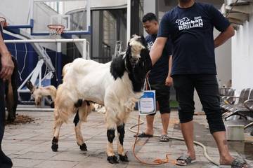Karyawan BRI Salurkan 961 Hewan Kurban untuk Masyarakat