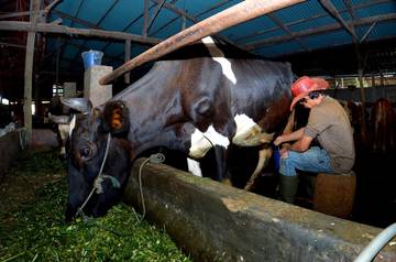 KUR BRI Bikin Pengusaha Pakan Ternak Berkembang