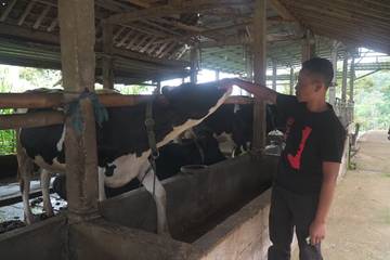 Kisah Pengusaha Pakan Ternak Berkembang lewat KUR BRI