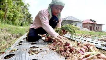 Gagah Bawang Merah, Pedih Bawang Putih