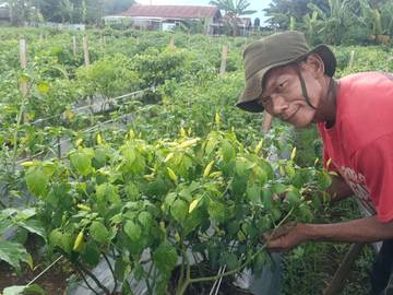 Simfoni Lumbung Nusantara: Kisah Penjaga Kedaulatan Pangan Bangsa