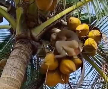Beruk Dilibatkan Petik Kelapa Untuk Menu MBG