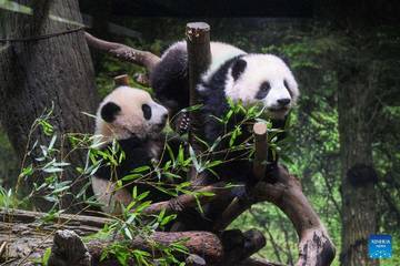 Panda Kembar Jepang Telah Tiba di Provinsi Sichuan
