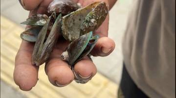 Busa Cemari Kali Kamal Muara, Nelayan Kerang Merugi