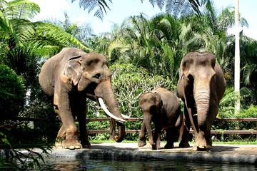 Pemerintah Resmi Larang Atraksi Tunggang Gajah 