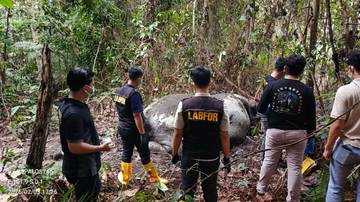 Gajah Sumatra Ditemukan Mati, BBKSDA Riau Usut Perburuan