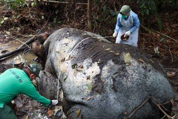 Gakkum Kehutanan Dalami Kematian Gajah Areal PT RAPP