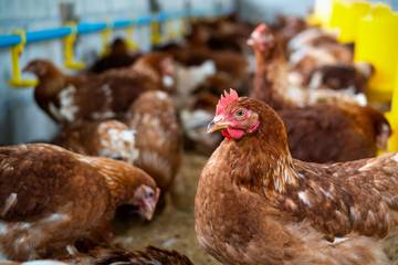 Akademisi Ingatkan Hilirisasi Ayam agar Berkelanjutan