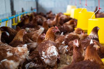 Komunitas Peternak Sambut Baik Program Hilirisasi Peternakan Ayam