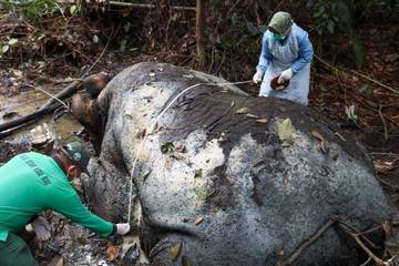 Komisi IV Sorot Tajam Kasus Gajah Sumatra Dimutilasi 