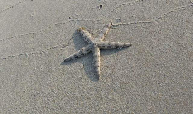 Fakta Menarik Tentang Bintang Laut yang Jarang Diketahui - RRI.co.id