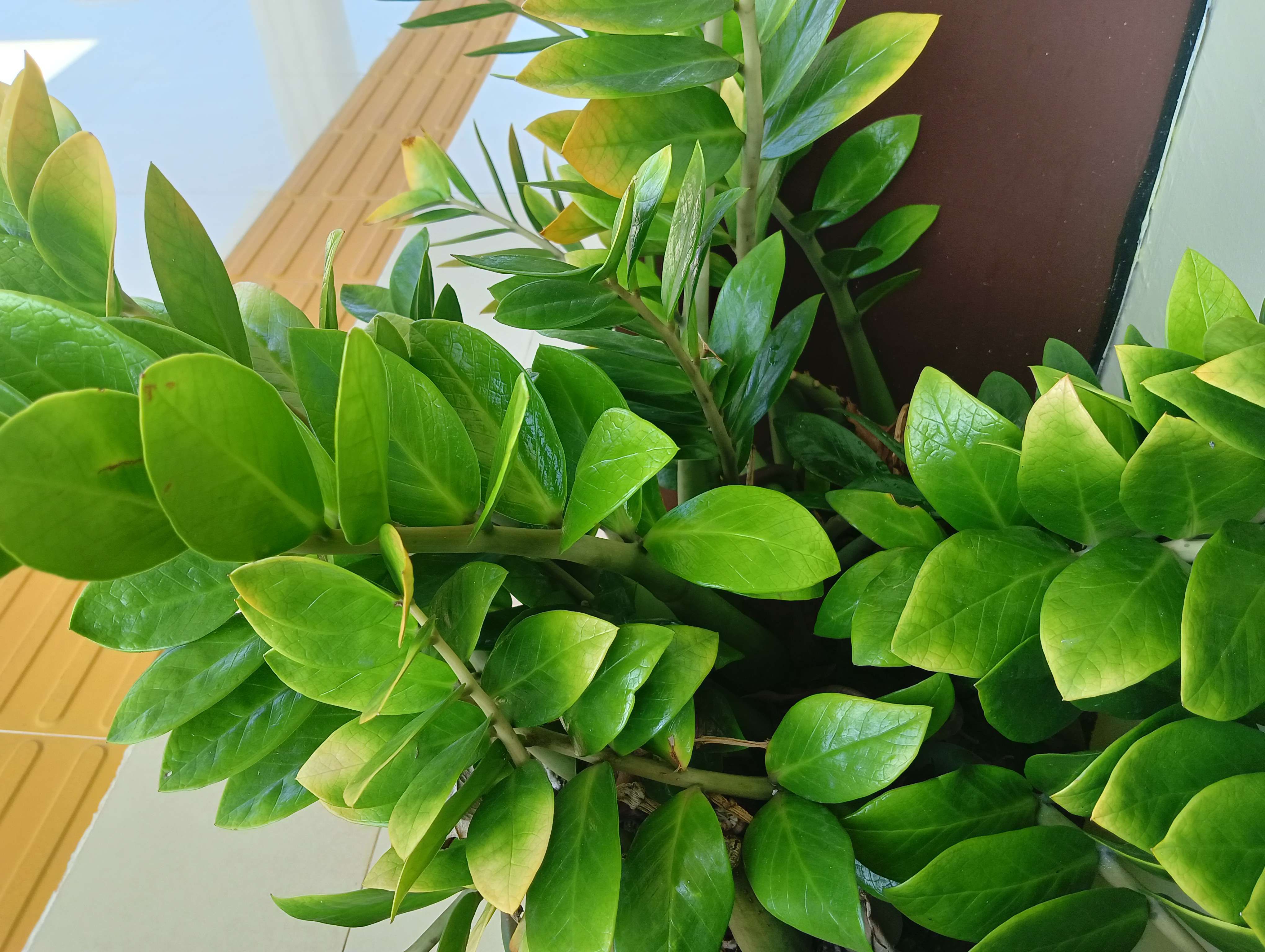 5 Tanaman Hias yang Hidup di Ruang Tanpa Jendela