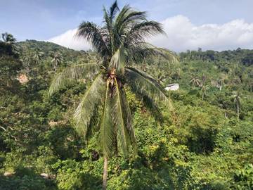 Ragam Manfaat  Pohon Kelapa