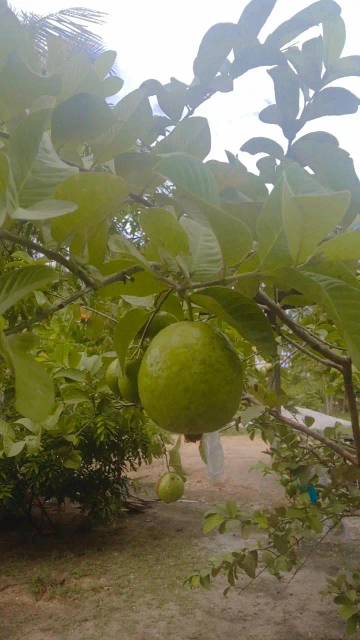 Jambu Biji? Ini lho Manfaatnya