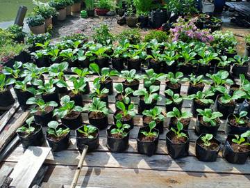 Manfaat Berkebun Bagi Kesehatan 