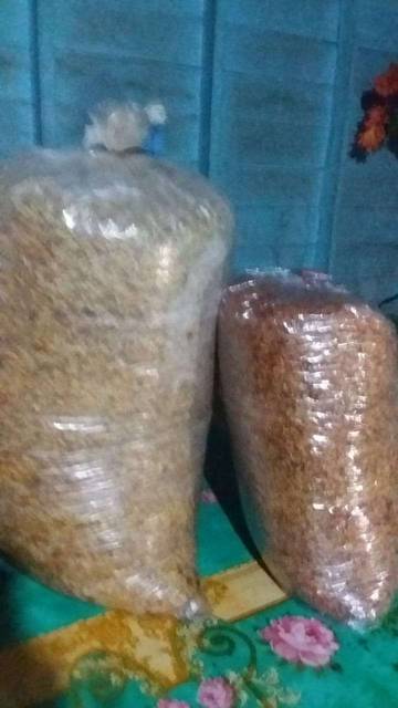 Cuaca Ekstrem Tidak Berpengaruh Terhadap Panen Cengkeh 