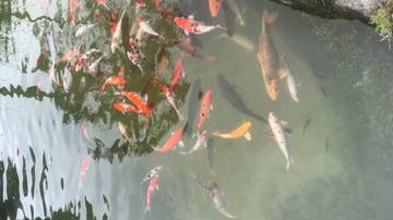 Pelihara Ikan Hias Sebagai Bentuk Stress Release Mahasiswa S2