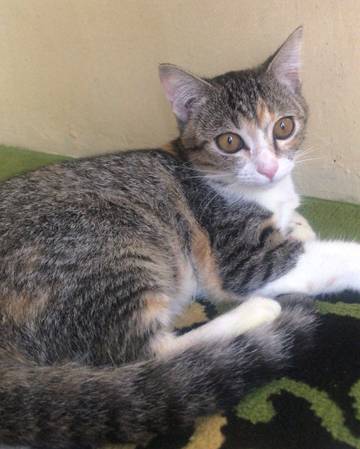 Tak Hanya Menggemaskan, Inilah Manfaat Memelihara Kucing 